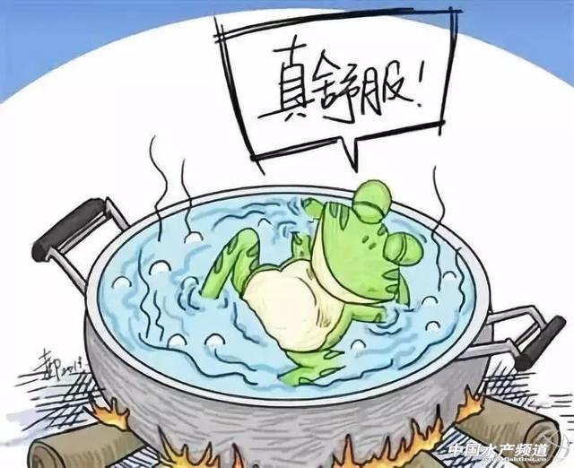 红水-花虾养殖过程中头等大敌！这种情况极需注意和及时处理