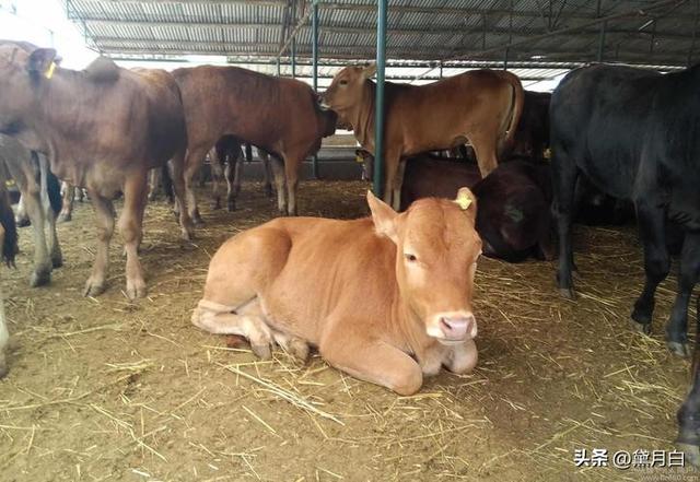 提高牛只饲养密度和生产水平，育肥牛该如何选择？