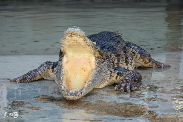 鳄鱼转战宠物界 饲养鳄鱼需注意品种与防护措施