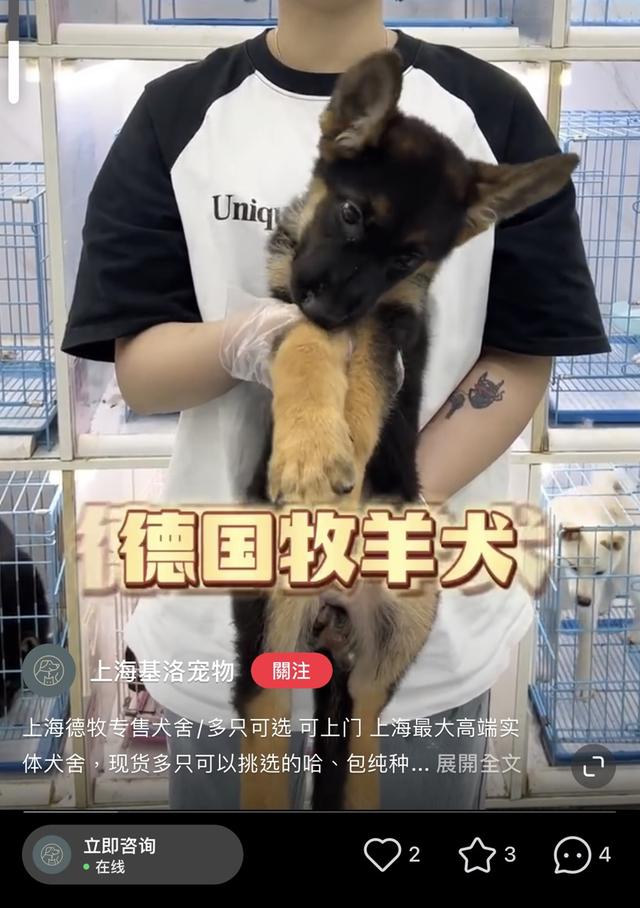 买来的宠物竟是“斗牛犬”！“禁养犬”在上海销售渠道广泛，办证还有套路？