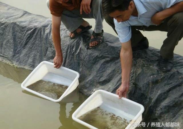 养殖泥鳅和四大家鱼，哪个利润高，成本低