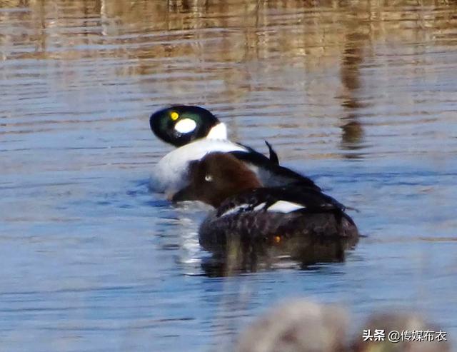 在大兴安岭，有一种水鸭子叫“鹊鸭”，你见过吗？