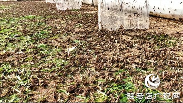 平舆县万冢镇牛庄村：小蚂蚱“蹦”出致富路助村民飞“蝗”腾达