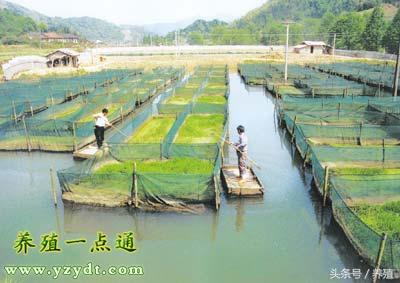 黄鳝的人工繁殖及苗种培育试验