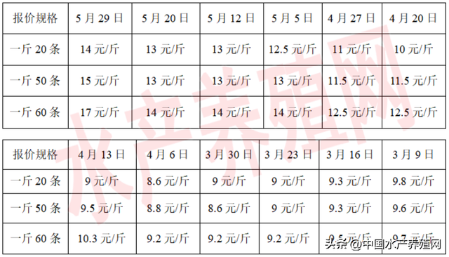 盲目跟风！价格跌成狗！不少泥鳅养殖户亏惨了！年前反弹无望？