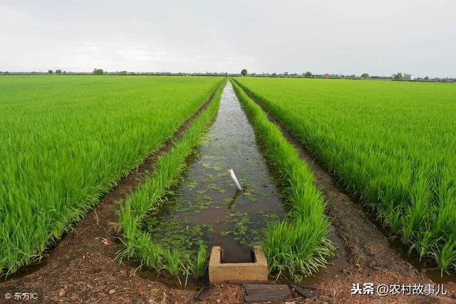 农村稻鱼共养，以鱼补稻，巧妙提高稻田效益，丰富百姓菜篮子