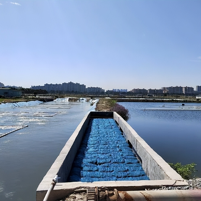 水蛭的生活习性，以及人工养殖技术对它药用价值的影响