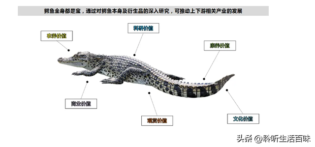 鳄鱼浑身是宝，一头能赚数万元，为何鳄鱼养殖行业竟无人涉足？