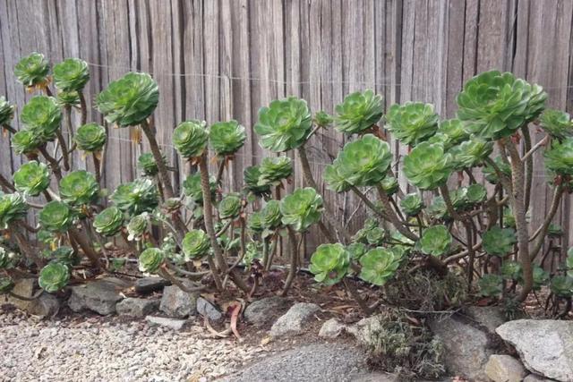 美丽不俗的莲花掌适于家居安放，巧妙掌握它的四季栽培方法