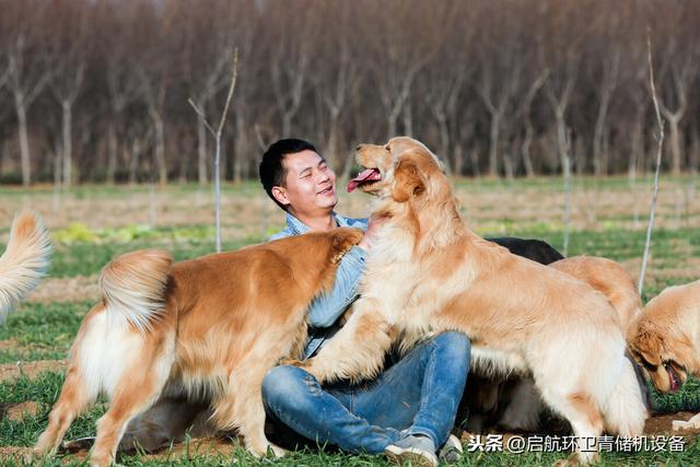 养殖宠物狗利润很高金毛犬，拉布拉多，贵宾、小鹿犬等更适合养殖