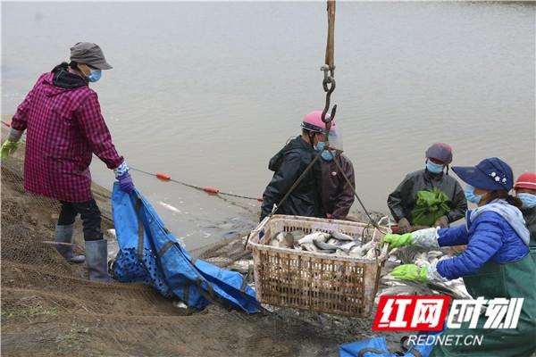 今年鱼管够！汨罗磊石渔场3000亩渔池迎来今春第一捕