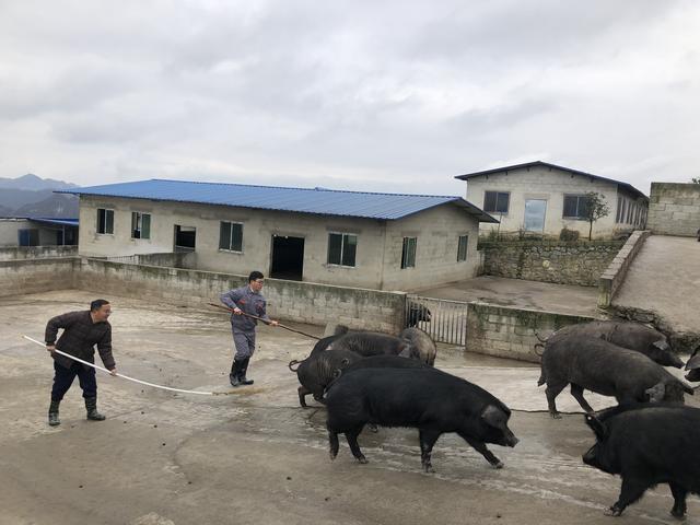 好山好水养好猪——贵州二表哥生态农业公司构建凉都黑土猪“亿元产业链”