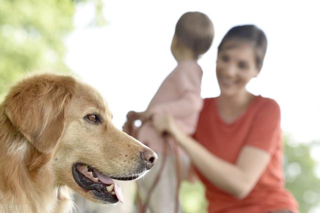 养金毛犬的几条建议，主人做好了，狗狗会更加健康