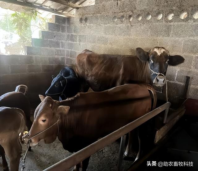 复合益生菌在反刍动物养殖上的作用及牛运用益生菌的好处