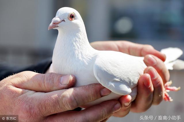 双母鸽拼对生产模式在实际中的应用，使效益至少增加30%