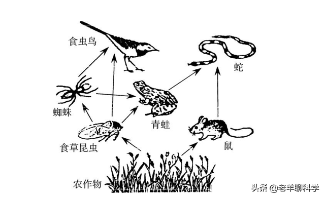 杭州一菜花蛇藏居民床垫下，蛇为何会进家？家蛇到底能不能打？