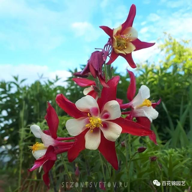 花期长达三季的别致小花漏斗菜，邀你欣赏，教你种植～