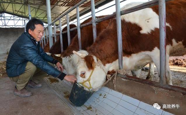 黄牛养殖的8条饲养黄金法则，让牛快速健康长