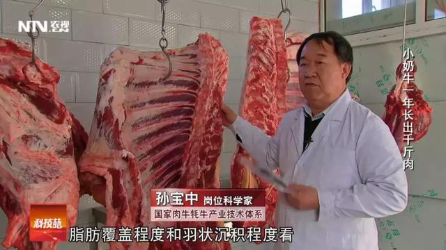 奶牛也能产高级牛肉？找对了路子，更赚钱