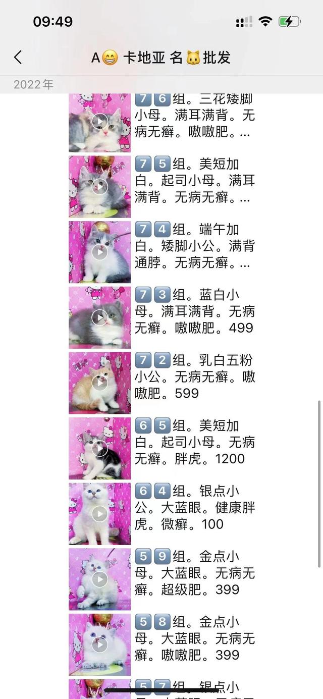 这猫300？带你了解东北猫市真实价格