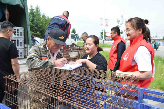 敦化市江源镇：庭院经济促增收 鸡雏养殖助振兴