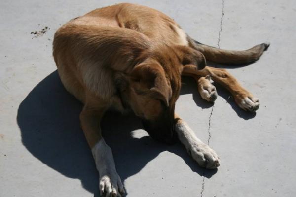 中华田园犬饲养指南，虽说不娇贵，但也要细心饲养！