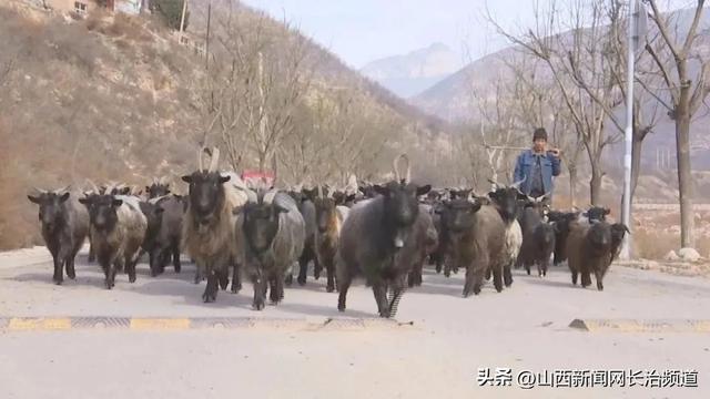 黎城县：规模养殖机械化 致富路上喜“羊羊”