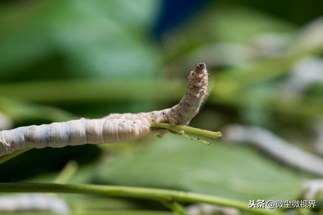 养蚕重视4龄蚕期管理，可降低发病概率，8个管理要点得逐一落实