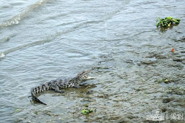 惊呆｜上海黄浦江惊现鳄鱼！警方：还在抓