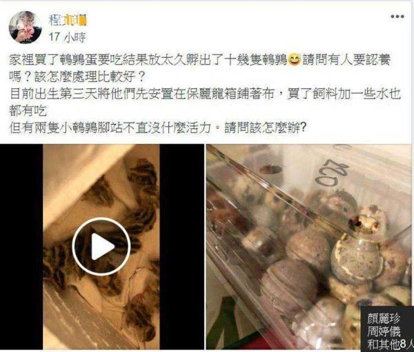 活久见！厨房有怪声？忘了吃的蛋孵出20只小鹌鹑