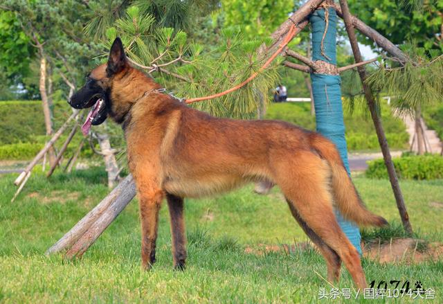 一条漂亮的实力派马犬