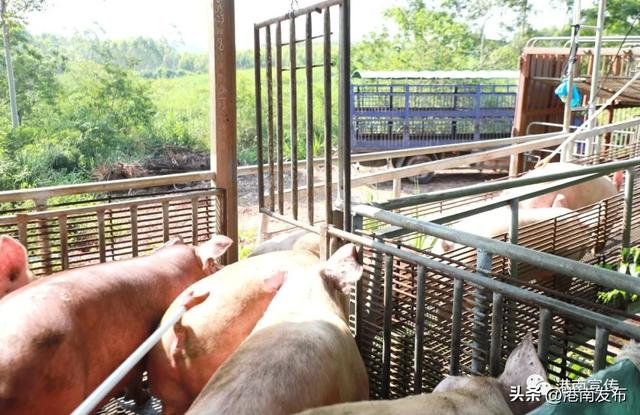 【乡村振兴】港南区八塘街道：新花生猪养殖助农增收有钱花