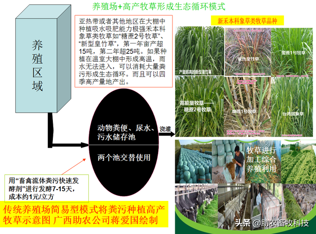 【组图】种植牧草养黑猪降低饲料成本显著猪肉品质好