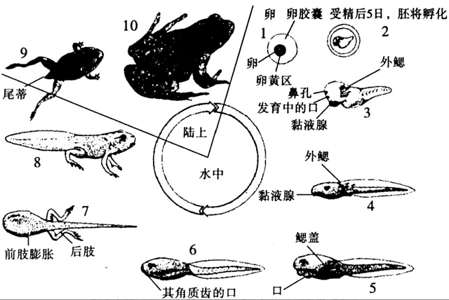 蟾蜍养殖的技术和药用价值，适合农村养殖业发展的新方向