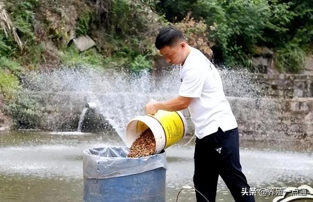 脆肉鲩利润翻数倍，草鱼脆化关键——饲料