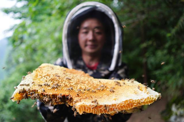 广西龙胜：苗山深处养蜂忙