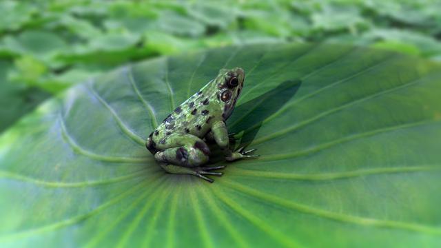 林蛙养殖：中国林蛙水中越冬，陆地越冬，繁殖孵化