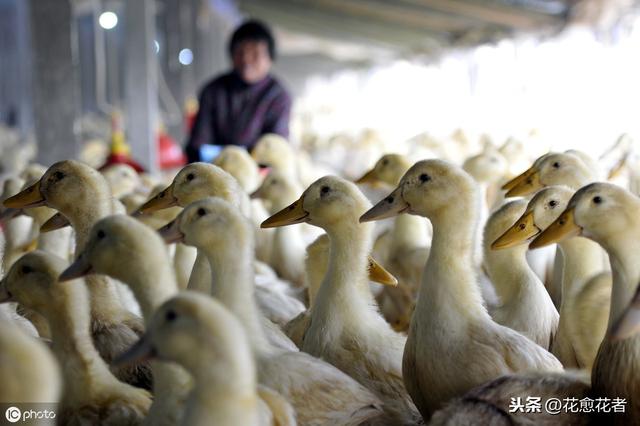 提升肉鸭养殖效益，这几种养殖模式保你养鸭稳稳赚钱