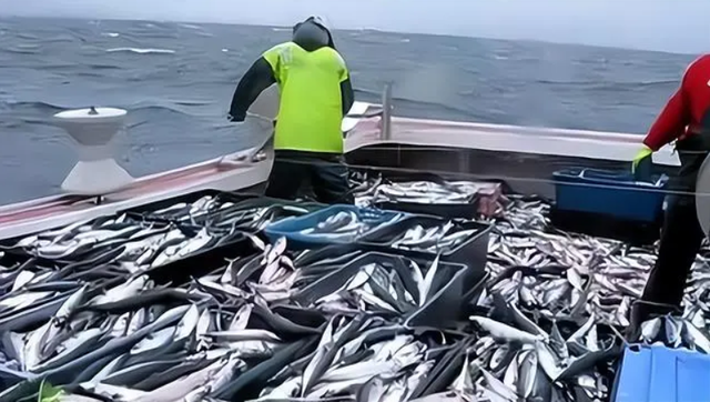 日本平民美食秋刀鱼，连续多年捕获量低迷，还曾怪中国捕捞太多？