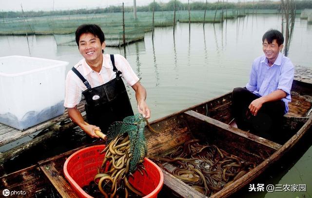 黄鳝喜爱吃的食物有哪些？养殖户一定要知道