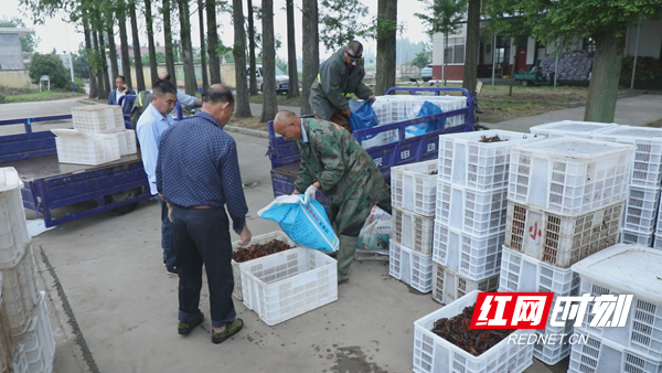 安乡蹇家渡村：深耕稻虾共养技术 实业振兴乡村