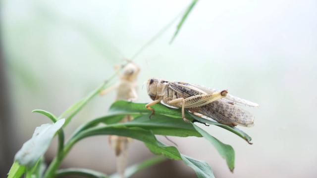 菏泽成武：害虫变身“致富虫” 小蚂蚱让农户增收致富