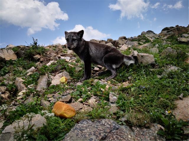 狐狸频现北京，赤狐潭柘寺晒太阳，白狐房山偷鸡蛋，银狐灵山讨食