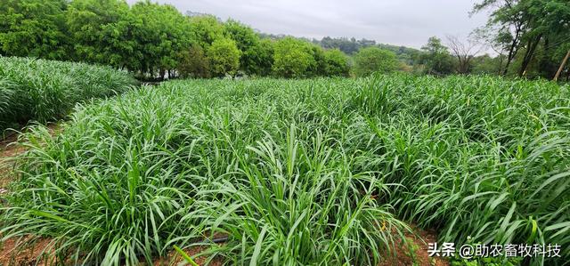 广西高寒山区种植多年生高稻草2号牧草发展牛羊养殖的可行性报告