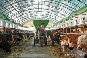 肉食牛养殖前景(未来10年，规模牛场和家庭牛场，到底谁能成为肉牛产业的主力军？)