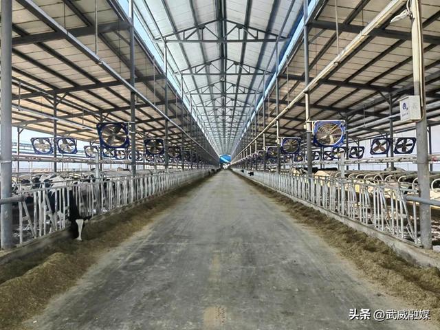 牧丰牛壮奶飘香——凉州区优质奶源基地（万头奶牛）养殖场项目见闻