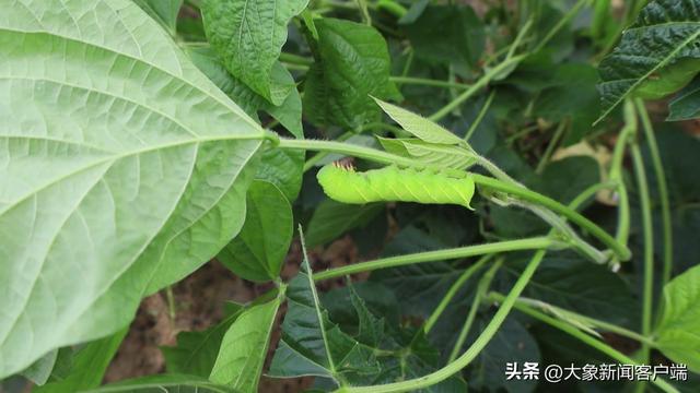 挖虫子“挖”出宝马车，初中文化的他把小豆虫做成大产业