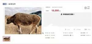 求购养殖用品(Qing调查｜骆驼、鳄鱼、野猪也能买？揭秘活物法拍 不是想买就能买)