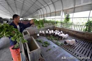 四川巴马香猪养殖(养殖巴马香猪的圈舍建设，香猪价格行情及猪崽疫情的防控办法)