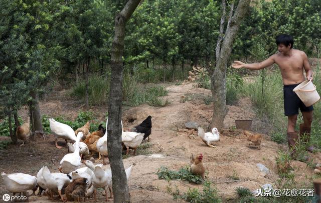 提升肉鸭养殖效益，这几种养殖模式保你养鸭稳稳赚钱